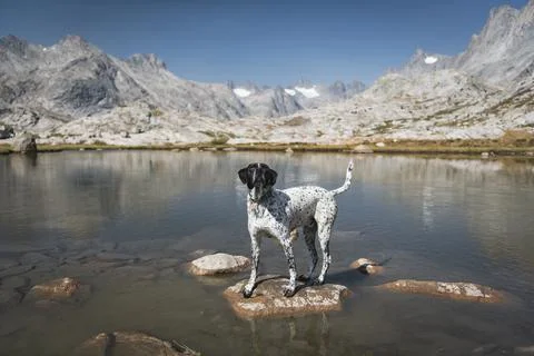 Pointer dog standing on rock in lake against mountains Stock Photos