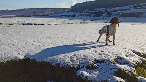 Pointer dog stands in snowy winter scenery wagging tail happily Stock Footage 147424774