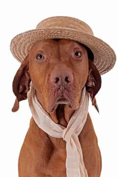 Pointer dog with straw hat and scarf Stock Photos