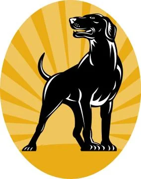 Pointer dog with sunburst retro style Stock Illustration