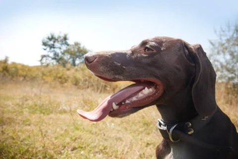 Pointer German short haired pointer at countryside Copyright: xZoonar.com/... Stock Photos