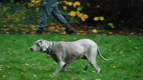 Pointer gun dog hunting for prey in field Stock Footage 321294418