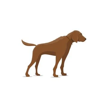 Pointer hound dog isolated icon Stock Illustration