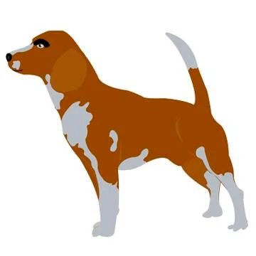 Pointer for hunt Stock Illustration