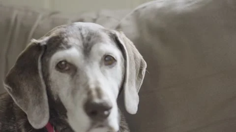 A Pointer Hunting dog resting in old age. Video stock 328567463