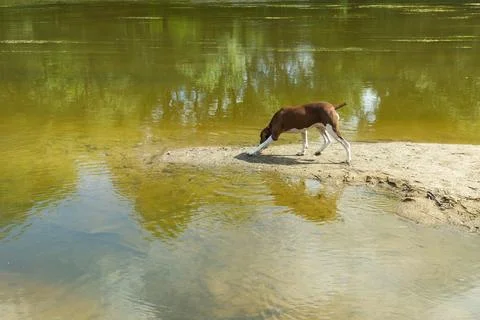 Pointer hunting dog at work Stock Photos