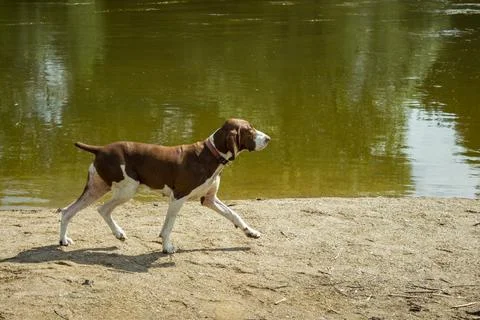 Pointer hunting dog at work Stock Photos
