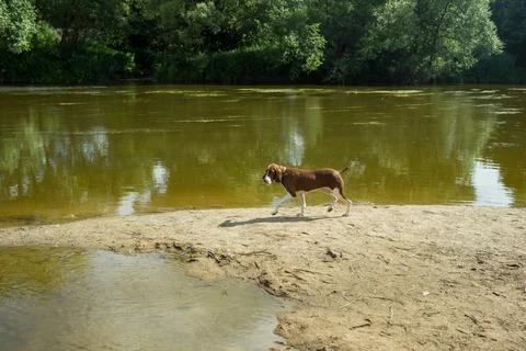 Pointer hunting dog at work Stock Photos