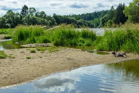 Pointer hunting dog at work Stock Photos