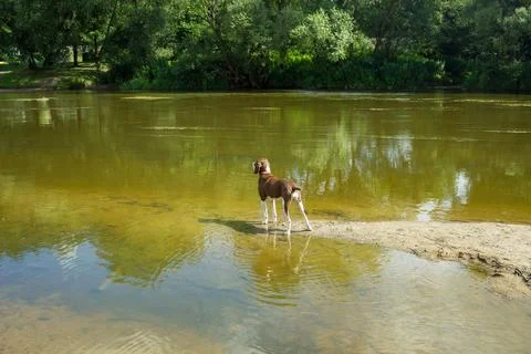 Pointer hunting dog at work Stock Photos