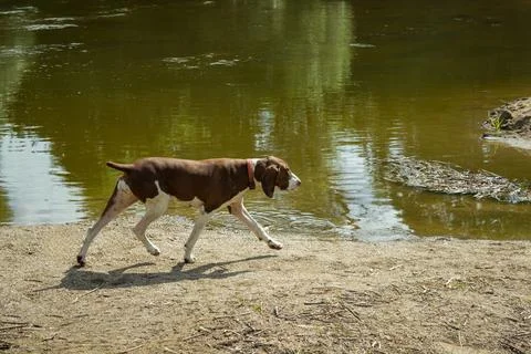 Pointer hunting dog at work Stock Photos