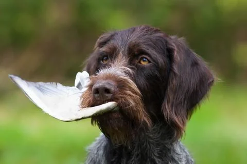Pointer learns to keep the wing of bird in his teeth Stock Photos