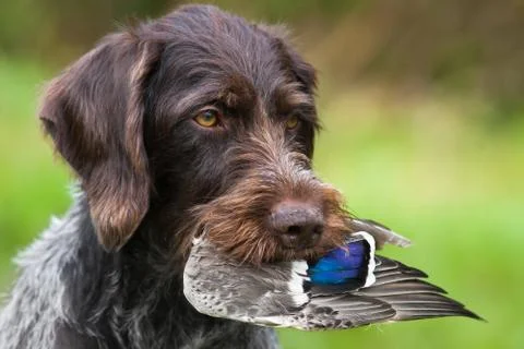 Pointer learns to keep the wing of the duck in his teeth Stock Photos