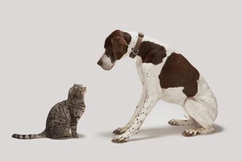 Pointer looking down at cat Stockfoto's