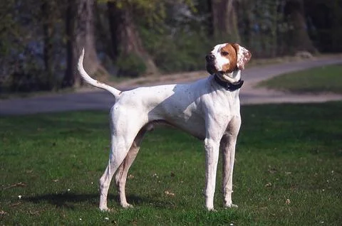Pointer male Stock Photos