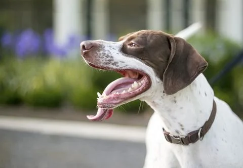 A Pointer mixed breed dog with a long tongue panting Stock Photos