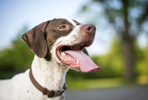 A Pointer mixed breed dog with a long tongue panting Stock Photos