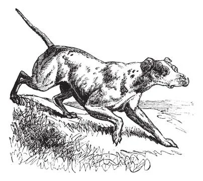 Pointer or English Pointer or Canis lupus familiaris vintage engraving Stock Illustration