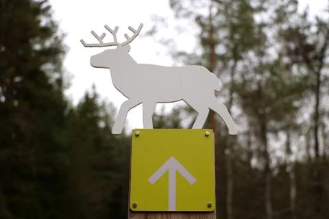 Pointer in the park to the deer ladder. 스톡 사진