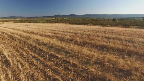 Pointer pedigree dog in cultivated wheat field Stock Footage 77062046