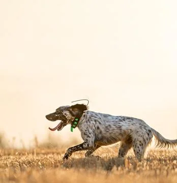 Pointer pedigree dog jumping over wheat field with clear sky Foto stock