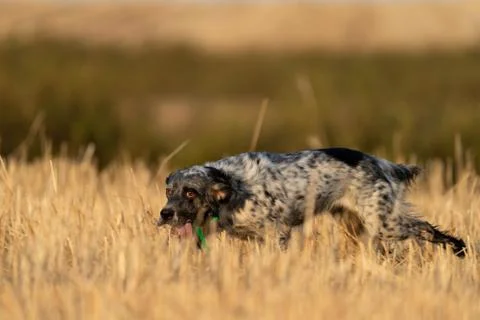Pointer pedigree dog running in the field with tongue out Stock Photos