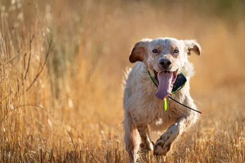 Pointer pedigree dog running over wheat field with GPS collar Stock Photos