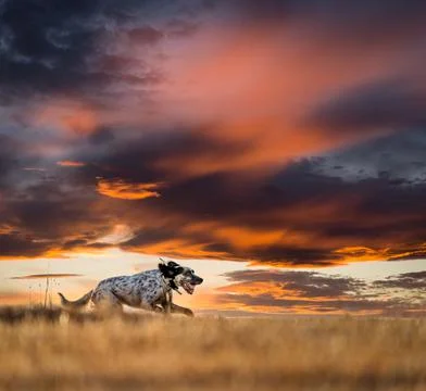 Pointer pedigree dog running over the horizon 写真素材