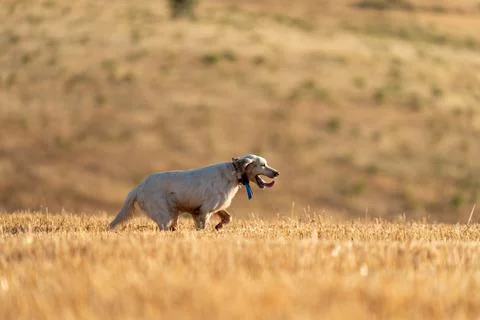 Pointer pedigree dog running with training collar Stock Photos
