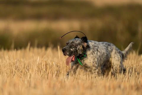 Pointer pedigree dog running on wheat field Stock Photos