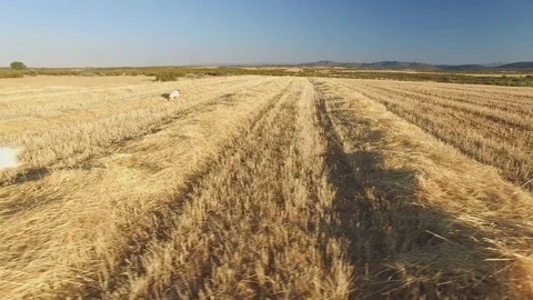 Pointer pedigree dogs in cultivated wheat field Video stock 77056030