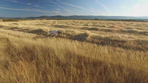Pointer pedigree dogs in the field showing game 動画素材 134592618