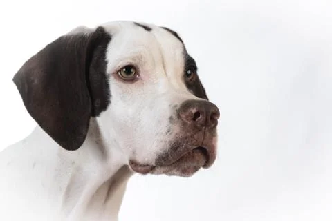 Pointer Stock Photos