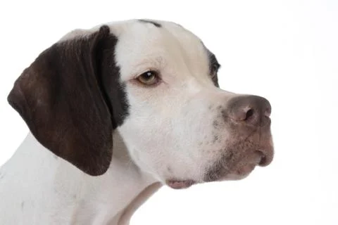 Pointer Stock Photos