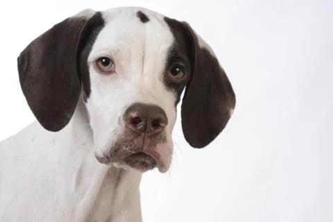 Pointer Stock Photos