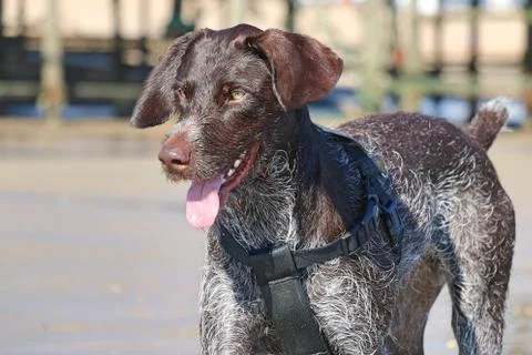 Pointer Stock Photos