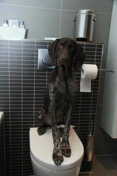 Pointer potty training Stock Photos