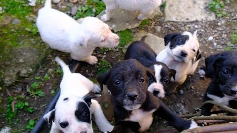Pointer puppies in a dog aviary Stock Footage