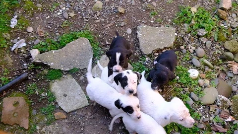 Pointer puppies in a dog aviary Stock Footage 129186500