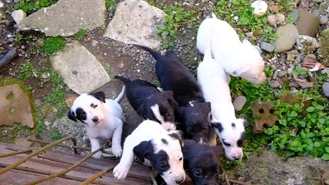 Pointer puppies in a dog aviary Stock Footage 129186751