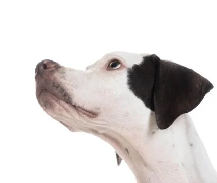 Pointer puppy head Stock Photos