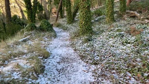 A pointer puppy runs and jumps down a snowy road Stock Footage 145943601