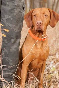 Pointer sitting  at hunters heel Stock Photos