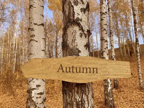 Pointer on a tree Stock Photos