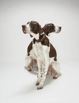 Pointers looking in opposite directions Stock Photos