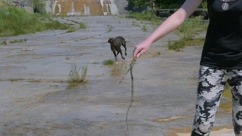 A pointing dog runs along the surface of the water with a stick in her teeth, th 動画素材 122080074