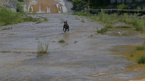 Pointing dog trying to raise a stick out of the water with her teeth 스톡 동영상 122080179