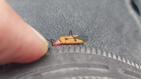 Pointing Finger and Insect Video stock 290169447