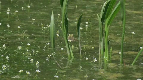 Pointing frog catch her in a windy pond. Stock Footage 111483368