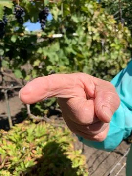 Pointing Hand Showing Direction Foto stock